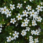 Bacopa Copa Snowflake